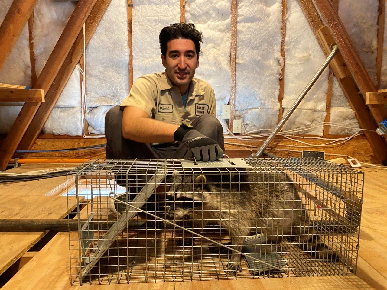 Westchester raccoon trapping